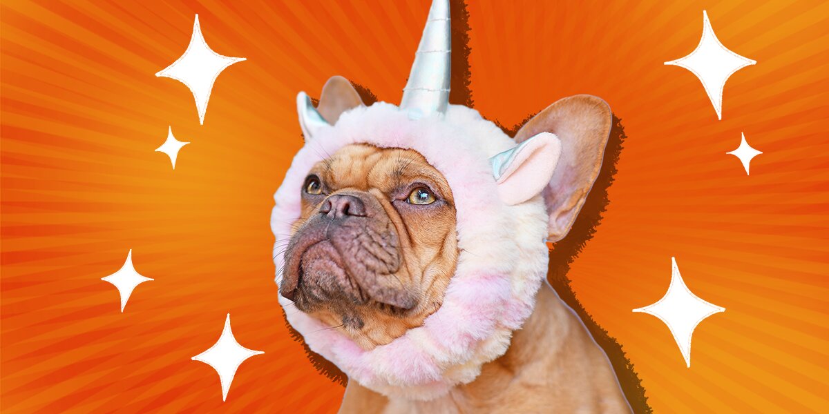 Dog dressed as a unicorn hotsell