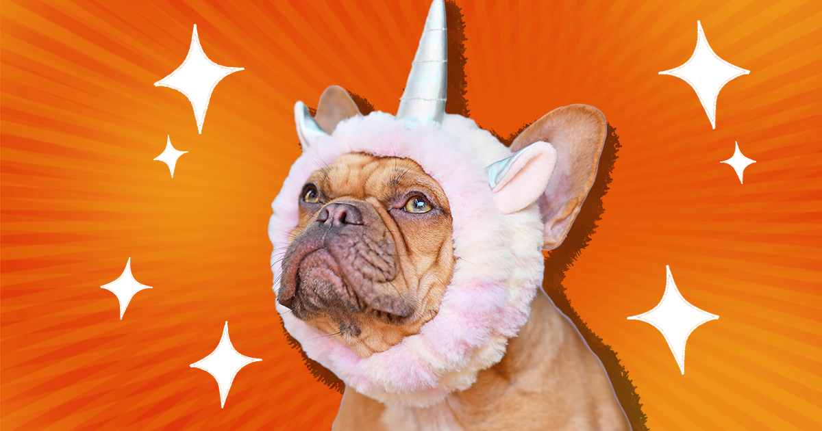 Unicorn costumes 2024 for dogs