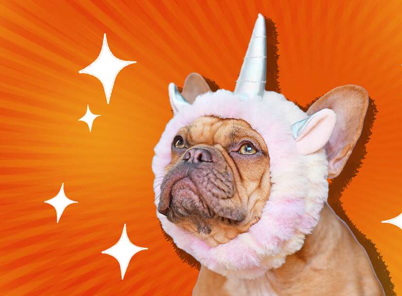 Dog dressed as store unicorn