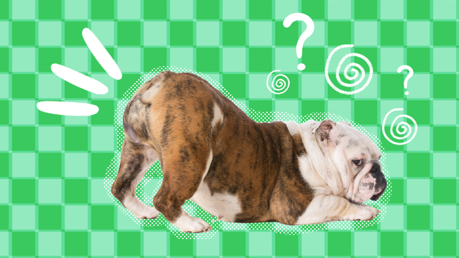 Why Does My Dog Turn His Butt To Me? Find Out The Reason DodoWell