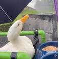A duck looks up at rain.