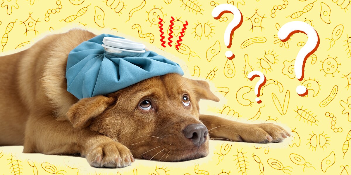 Coccidia medication top for dogs