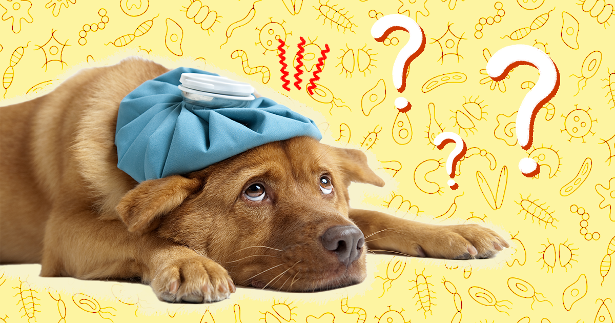 what are the signs of worms in a dog