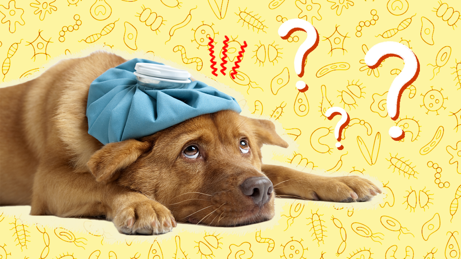 Coccidia In Dogs Here’s What Pet Parents Need To Know DodoWell The Dodo