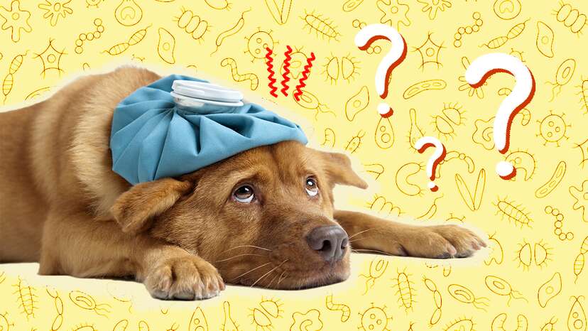 Home remedy for coccidia in puppies best sale