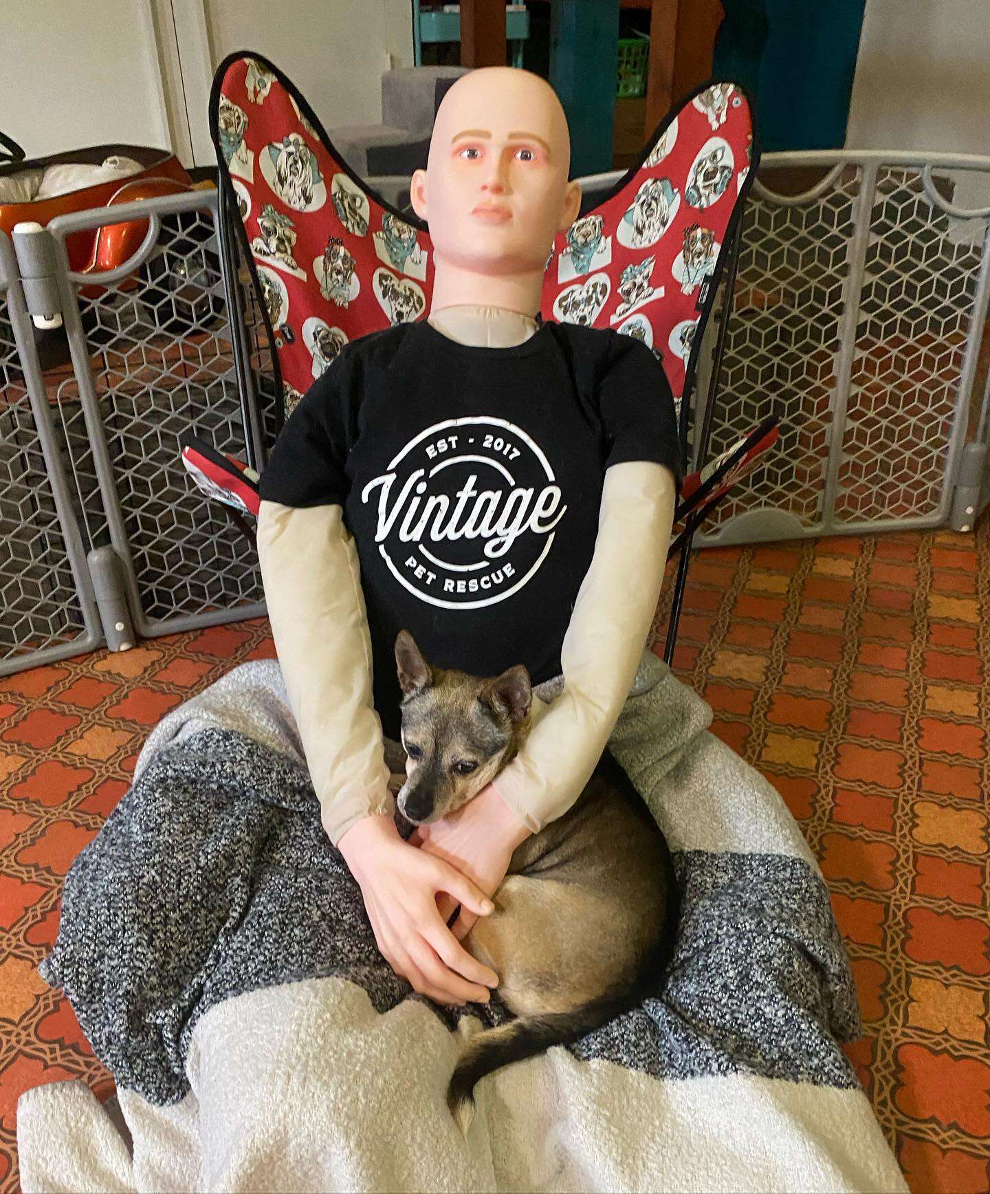 dog and dummy