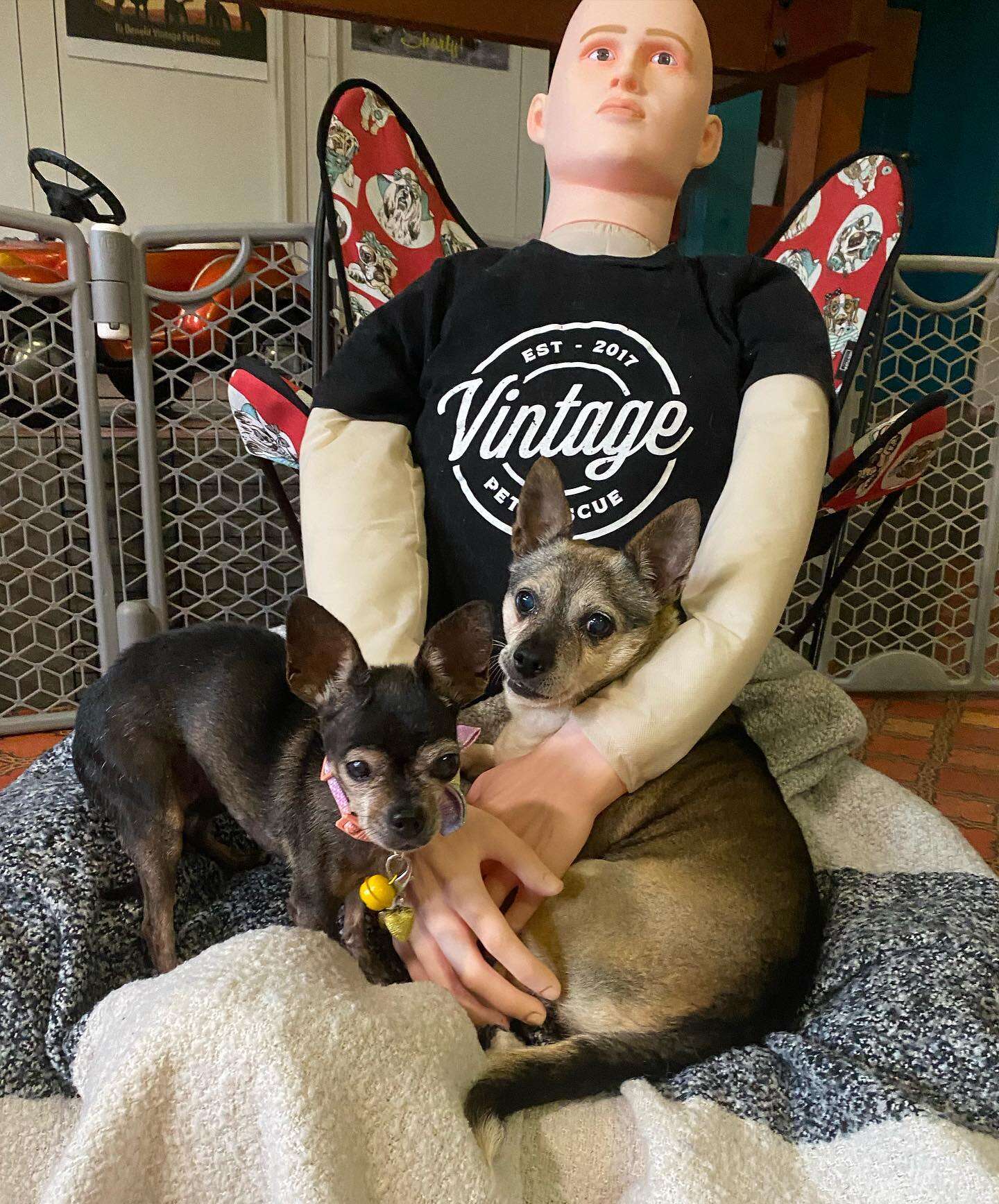 two dogs with dummy