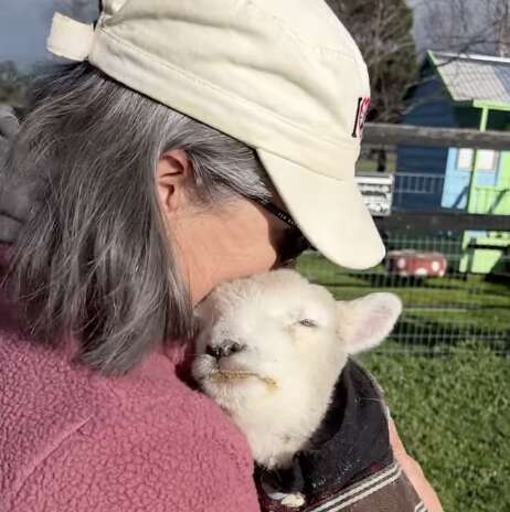 Small lamb hugs her rescuer.