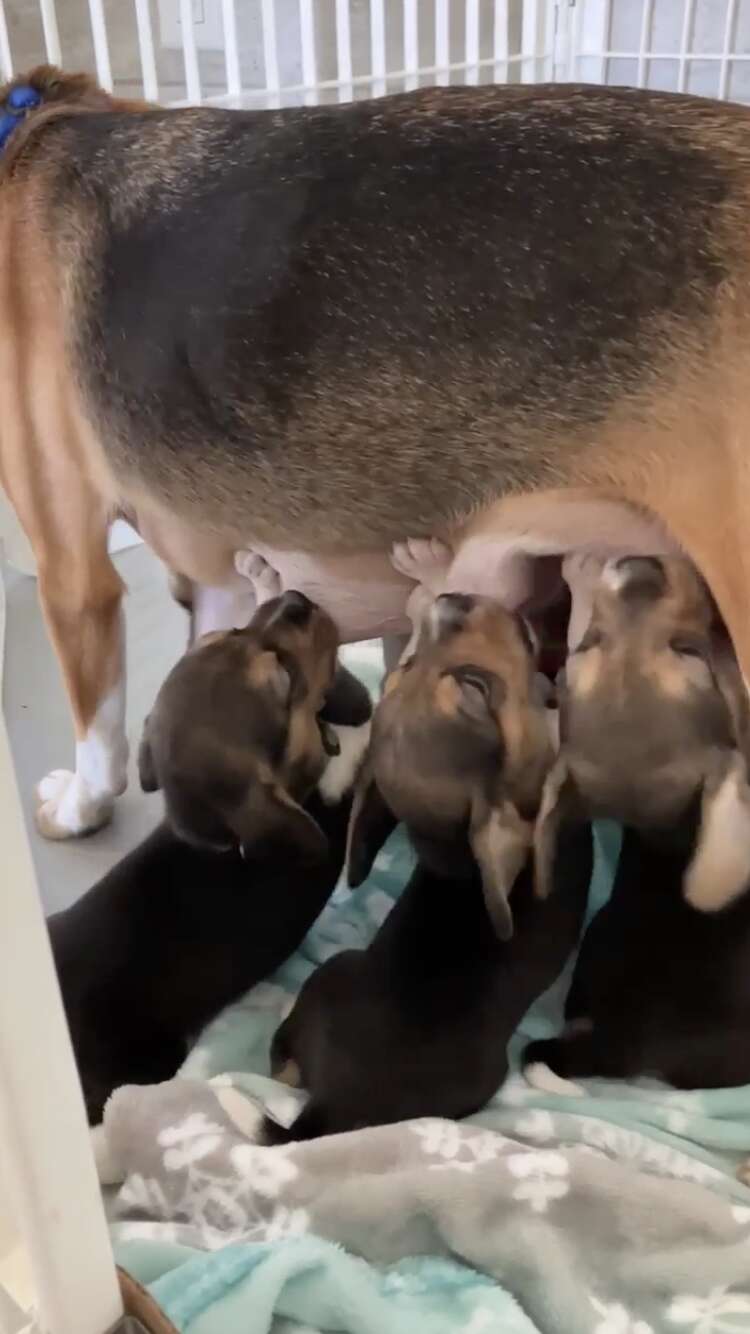 save beagle puppies
