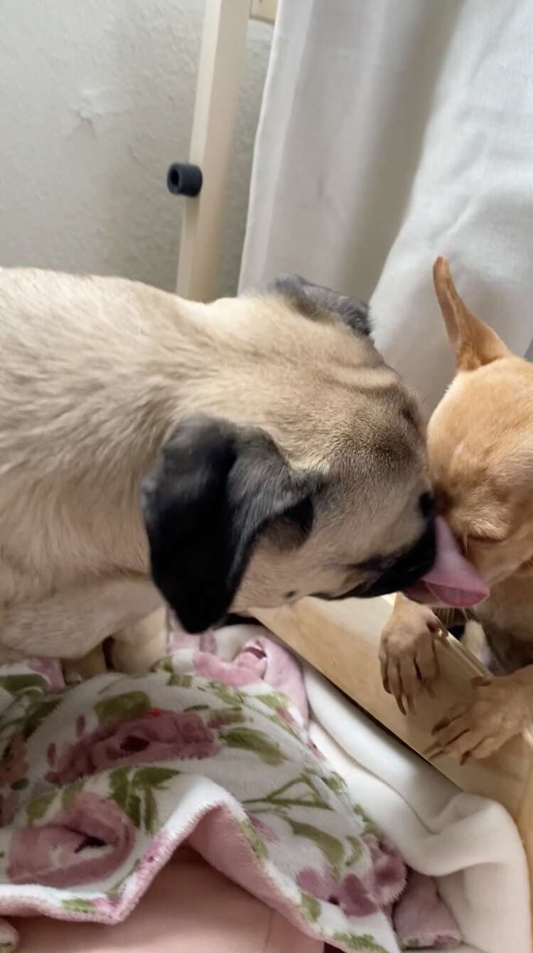 pug and chihuahua