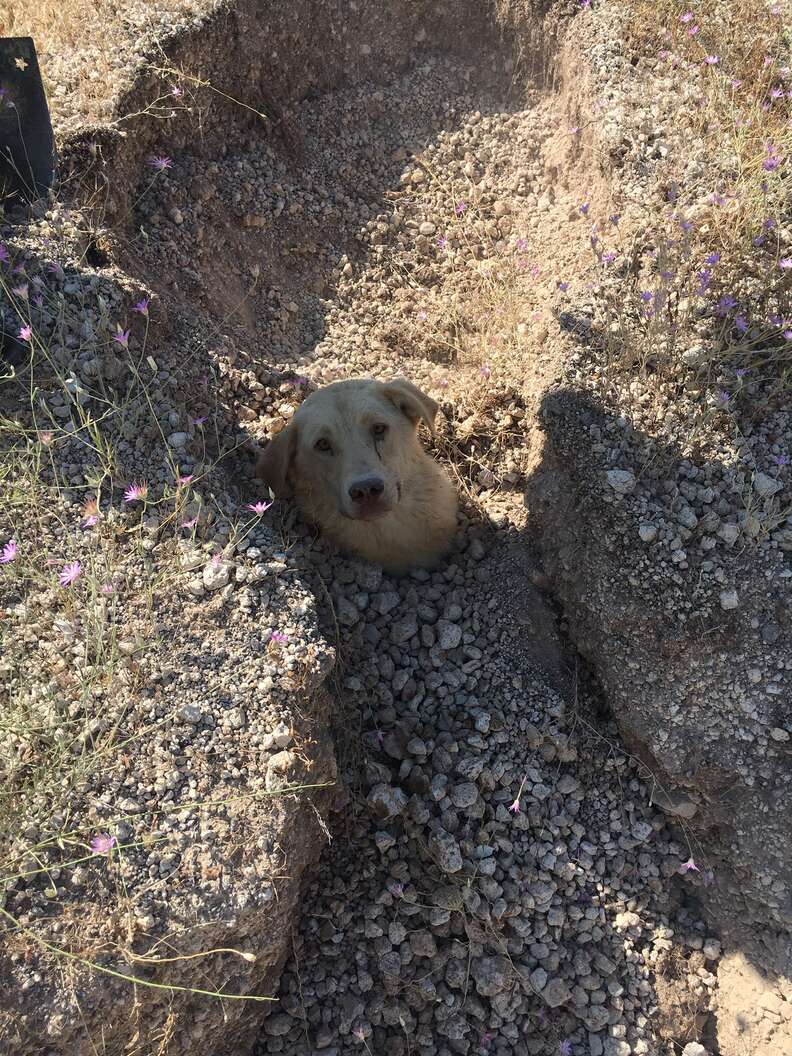 Rescuer Finds Dog Buried Up To Her Neck — Then Realizes She's Not Alone