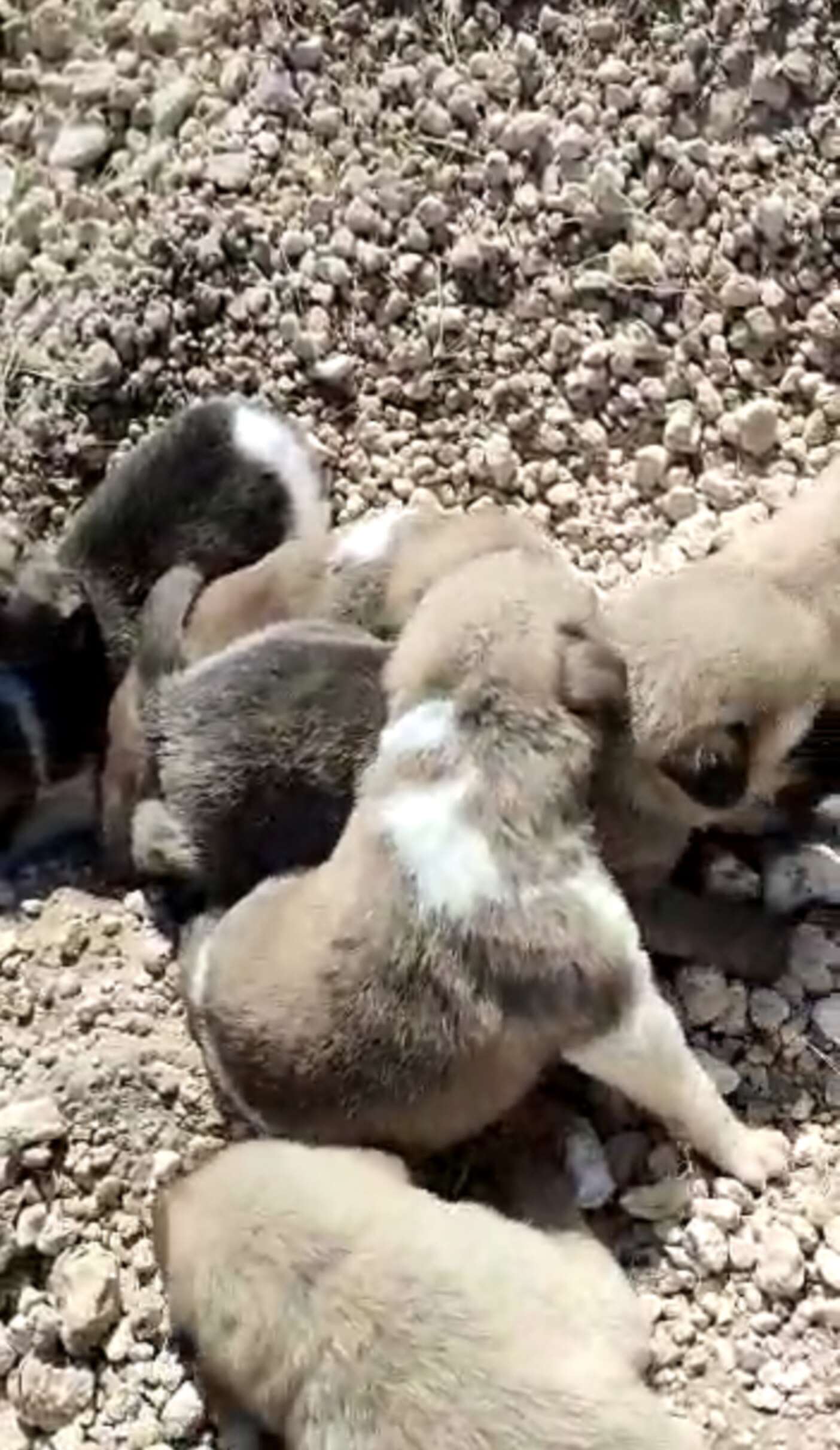 Rescuer Finds Dog Buried Up To Her Neck — Then Realizes She's Not Alone ...