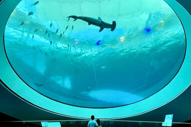 Phillip and Patricia Frost Museum of Science