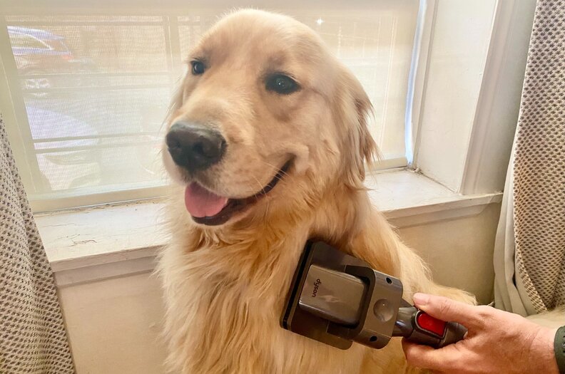 Dyson Groom Tool For Dogs Review: We 