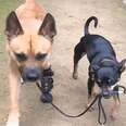 Supportive Chihuahua Teaches Special Needs Brother How To Walk