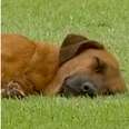 Dog Enjoys Peaceful Nap In The Middle Of Professional Soccer Game