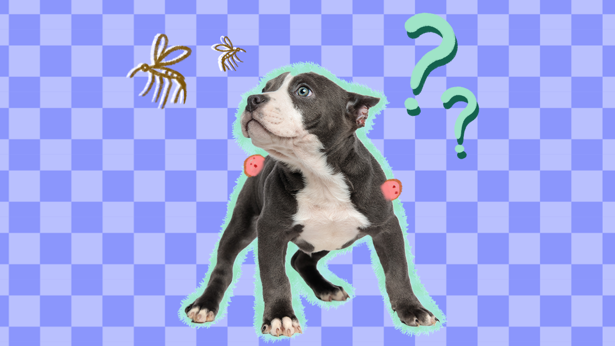 How Do I Stop Mosquitoes From Biting My Dog