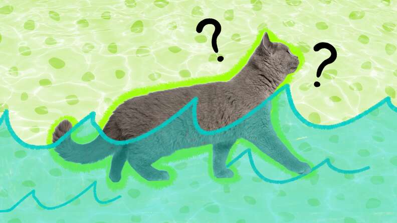 Can Cats Swim A Vet Expert Explains DodoWell The Dodo