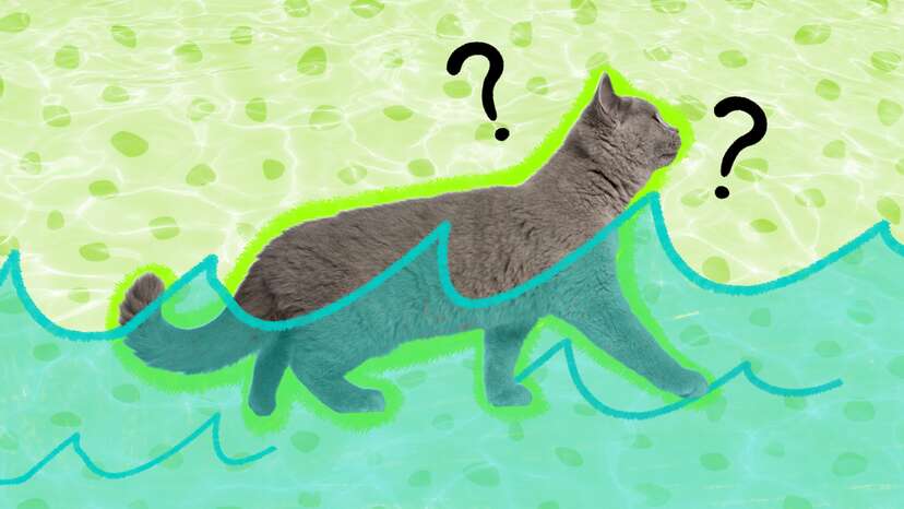 Can Cats Swim? A Vet Expert Explains - DodoWell - The Dodo