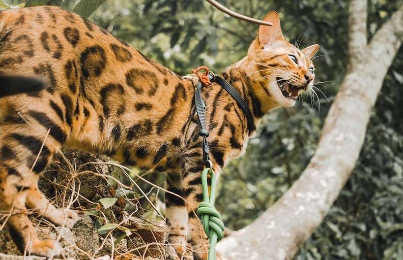 Hiking With Your Cat Tips From An Experienced Pet Parent DodoWell The Dodo