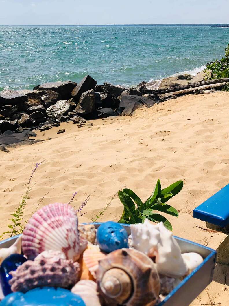 sea shells on the beach