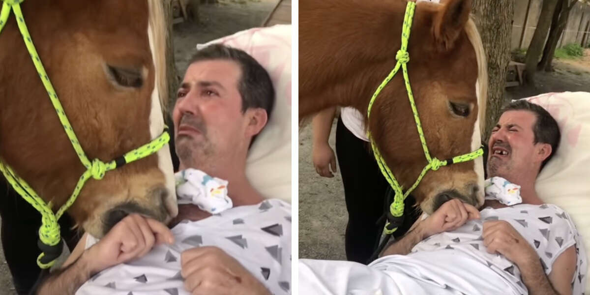 Man Is Moved To Tears During Special Visit From A Therapy Horse - The Dodo
