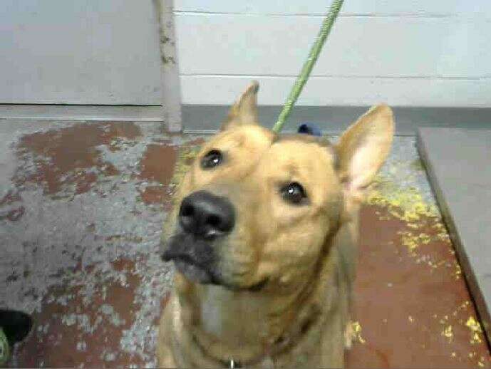 A tan dog looks up on her first day at the animal shelter.