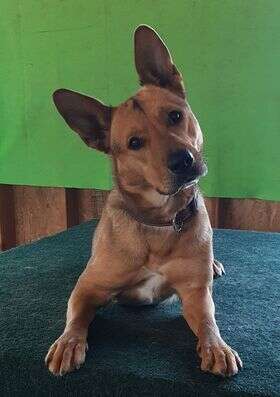 A tan dog looks at the camera with her head tilted.