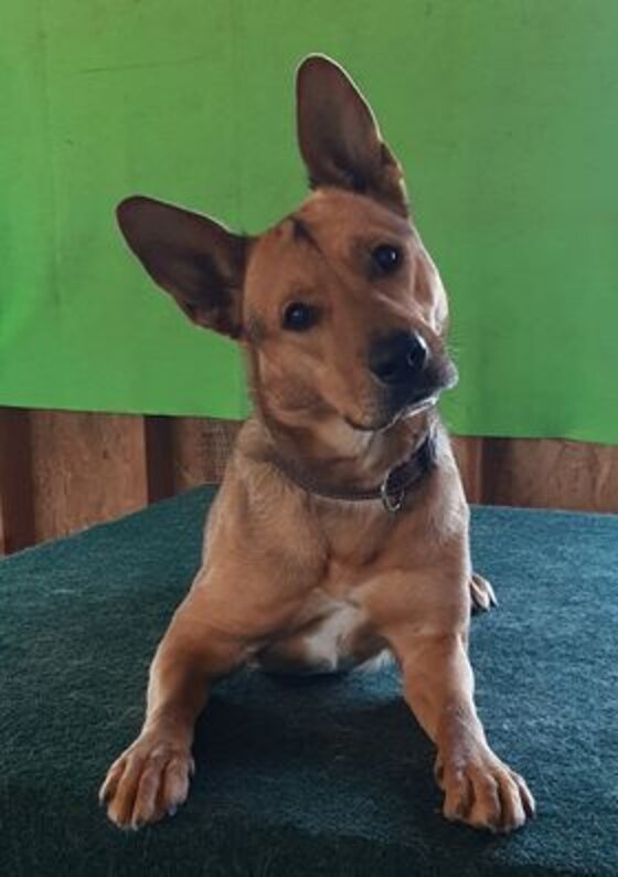 Coco The Shelter Dog Lands Role Of A Lifetime In 'Prey,' A Hit Hulu