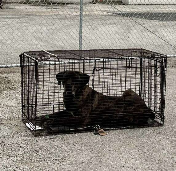 dog in crate 
