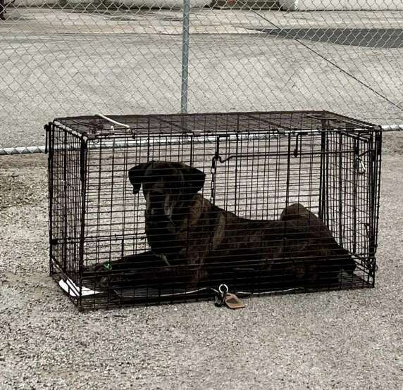 dog in crate