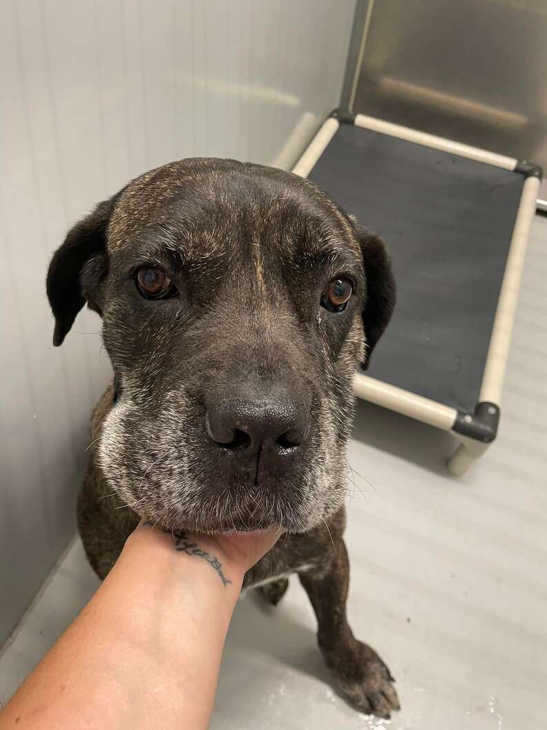 Dog Immediately Relaxes In Family's Arms After Spending 5 Years Looking For Them - The Dodo