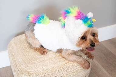 Next unicorn 2024 dog outfit