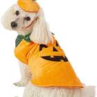 This pumpkin costume with a fabulous green sequin collar and coordinating hat: Frisco Dog Pumpkin Costume