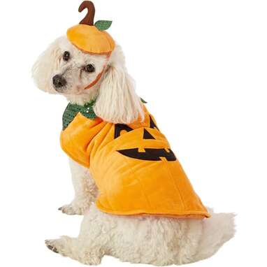 This pumpkin costume with a fabulous green sequin collar and coordinating hat: Frisco Dog Pumpkin Costume