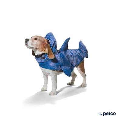 A spooky blue-colored shark costume that comes in a range of sizes: Bootique Shark Dog Costume