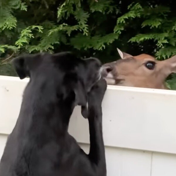 Deer Befriends Dog Over Fence And Comes Back To Visit Every Day - The Dodo