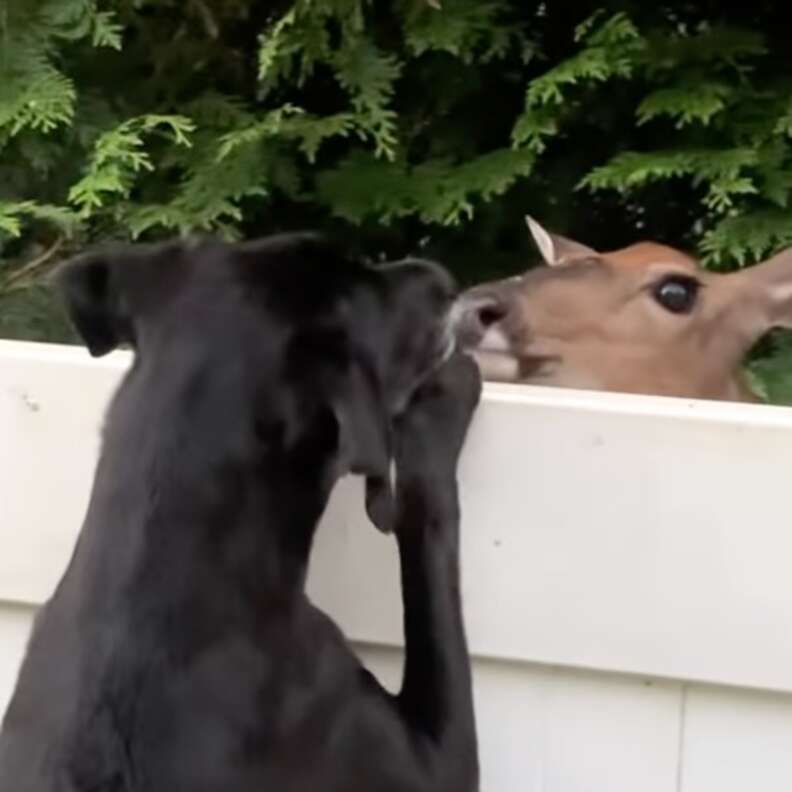 Deer Befriends Dog Over Fence And Comes Back To Visit Every Day - The Dodo