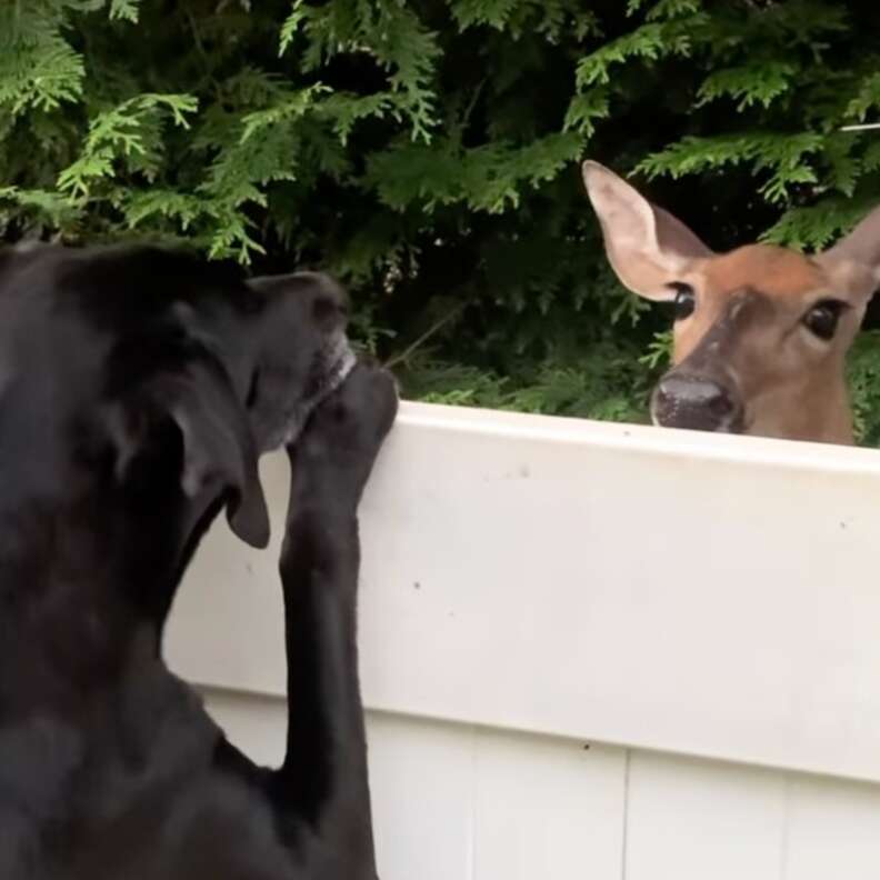 Dog and deer store running along fence