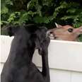 Deer Befriends Dog Over Fence And Comes Back To Visit Every Day