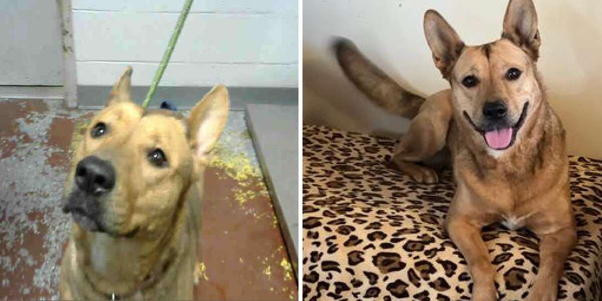 Coco The Shelter Dog Lands Role Of A Lifetime In 'Prey,' A Hit Hulu