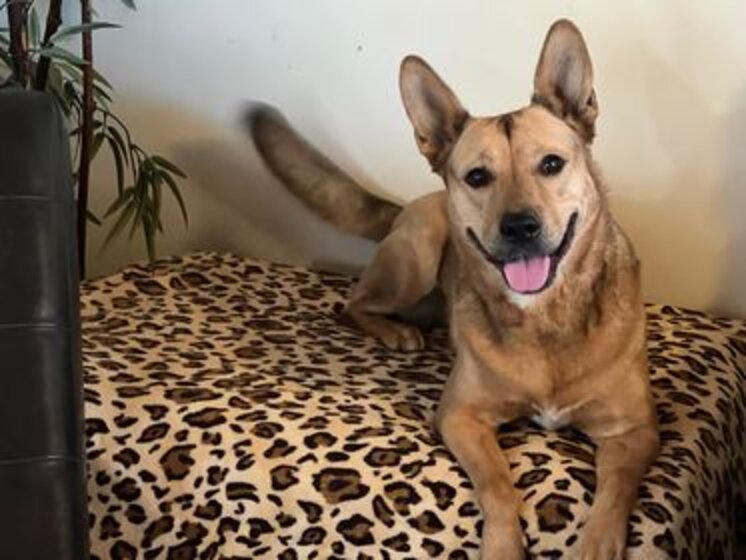 Coco The Shelter Dog Lands Role Of A Lifetime In 'Prey,' A Hit Hulu