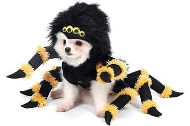 A spider never looked so cute: Mogojo Dog Spider Costume