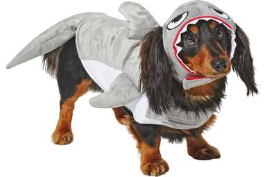 Jaws is much less scary now: Frisco Shark Attack Costume