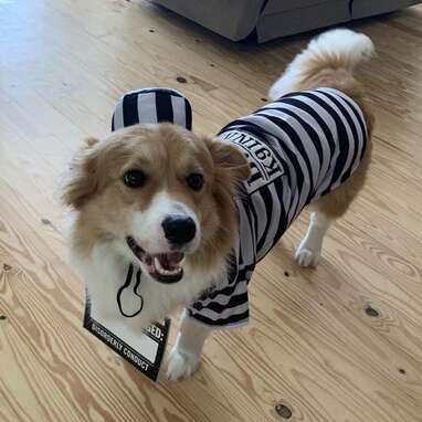 For the cutest little jailbird around: Frisco Prisoner Costume