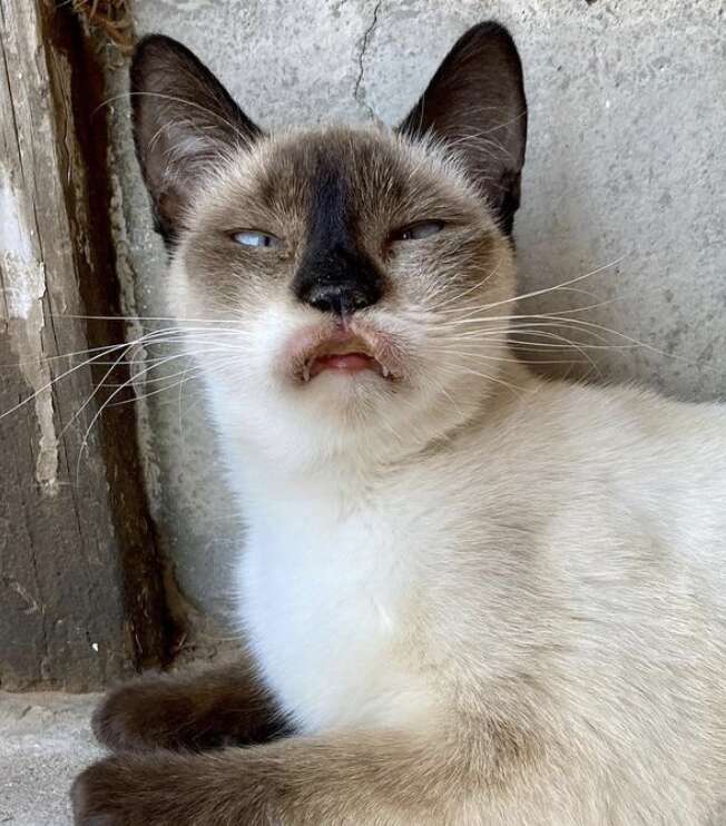 A cat with inflamed lips looks into the camera.