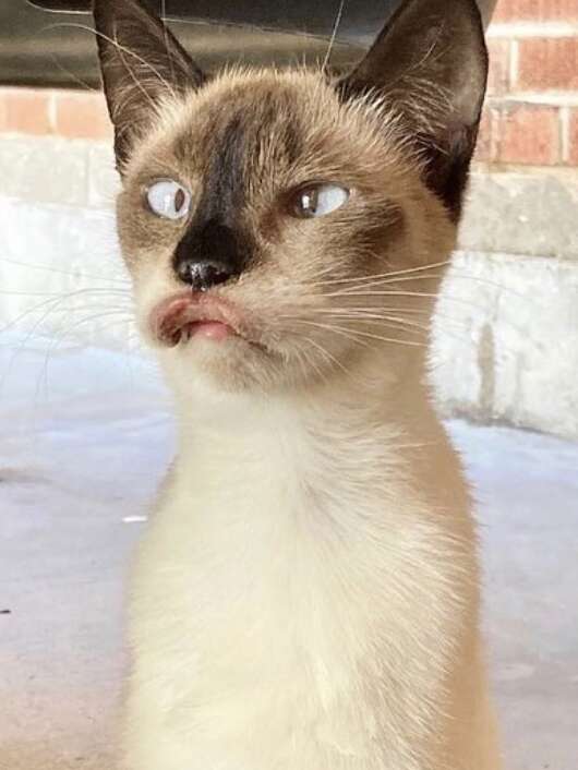 A Siamese cat with crossed eyes and inflamed lips poses for the camera.