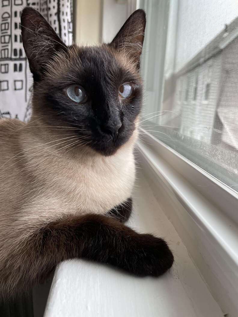 A Siamese cat rests her hand on a windowsill.