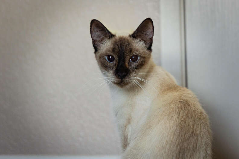 A Siamese cat looks directly into the camera.