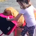 golden retriever carrying a girls backpack